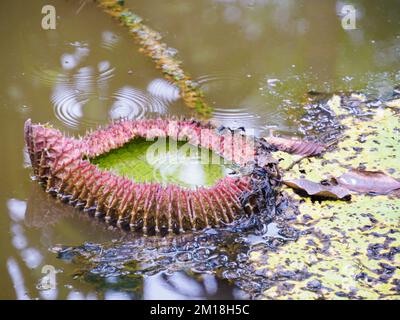 Victoria amazonica in the Natura Park In Amzonia, Colombia. It is a species  of flowering plant, the largest of the Nymphaeaceae family of water lilies  Stock Photo - Alamy