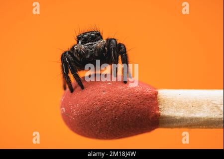 Jumping spider on top of a match, one color orange background, high detail macro photography, isolated Stock Photo