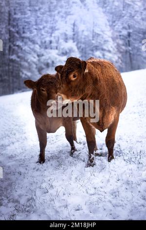 A herd of brown furry cows in snow in Germany in winter, white trees in  the background Stock Photo
