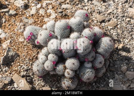 Flowering cactus (Mammillaria haageana) Stock Photo