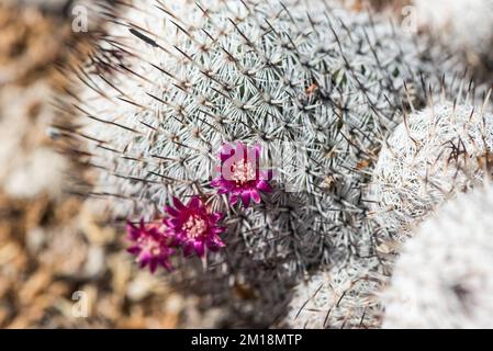 Flowering cactus (Mammillaria haageana) Stock Photo