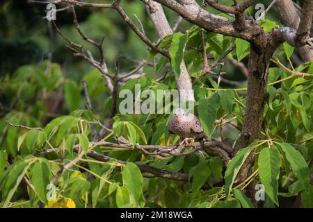 Common ground dove (Columbina passerina) walking on a branch, looking for material to build its nest Stock Photo