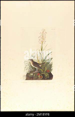 Tawny thrush : Turdus wilsonii. Male. Habenaria lacera - cornus canadensis. c.1 v.2 plate 164 , Birds, Dogwoods, Flowers, Veery, Platanthera. The Birds of America- From Original Drawings by John James Audubon Stock Photo