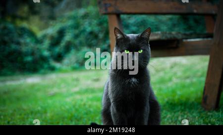 Black stray cat with green eyes, posing for the camera, sitting on the grass in the park. Portrait of black cat. Stock Photo