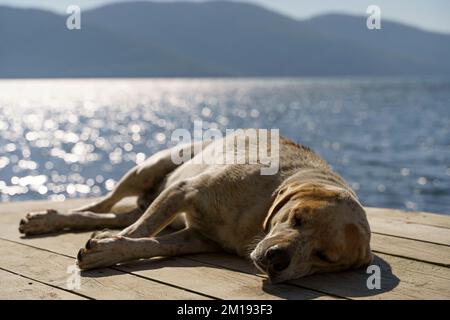 Street dog sleeps and rests on a hot summer day on a sea pier against the backdrop of the sea. High quality photo Stock Photo