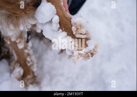 Dog english cocker spaniel in snow skates in winter. Stock Photo