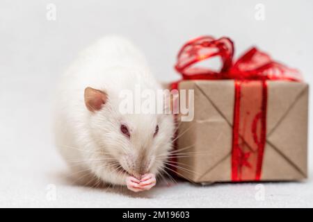 White rat gift. The rat sits on a white carpet with a gift box with a red ribbon. Stock Photo