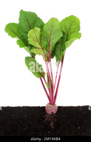 Beetroot in the soil on a white background Stock Photo - Alamy