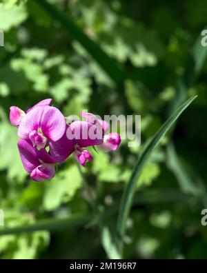 View of perennial peavine flower during summer Stock Photo