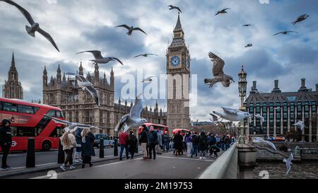 Birds fly low over Westminster Bridge hoping to scoop some food from the tourists. Stock Photo