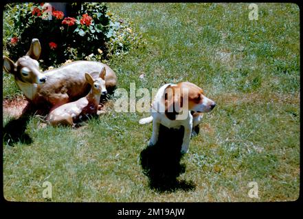 Tinker , Dogs. Edmund L. Mitchell Collection Stock Photo