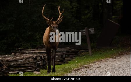 Small Bull Elk Stands At The Road Side in Great Smoky Mountains National Park Stock Photo