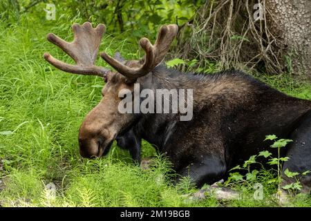 Sleeping Moose Lays In Tall Grass in Grand Teton National Park Stock Photo