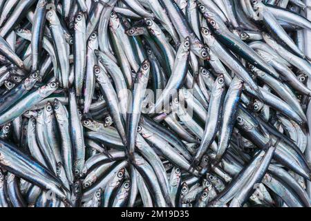 Fish sprats at the fish market. Fresh organic fish. Stock Photo