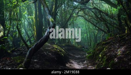 Morning foggy laurel forest in the rays of the rising sun. Powerful curved fancy trees and light haze. Magnificent sunrise in the woodland, sunbeams. Stock Photo