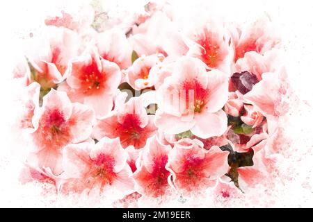 Watercolor painting of azalea flower. Watercolor pink flower background. Artistic artwork Stock Photo