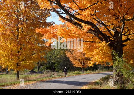 A stroller walks along a country road in East Montpelier, Vermont, at the height of fall foliage season, Vermont, USA. Stock Photo