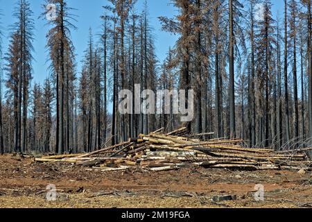 Salvaging burnt trees, resulting from  forest fire, effecting  young Douglas Fir,  Ponderosa & Sugar Pine,  highway 36, California. Stock Photo
