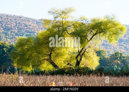 Autumn on the Susquehanna River, Susquehanna River Valley, near Dauphin, Pennsylvania, USA, Mid-Atlantic region. Stock Photo