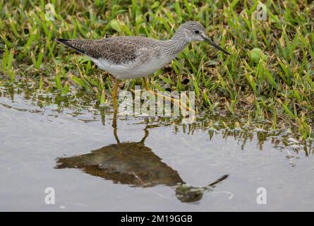 Lesser yellowlegs, Tringa flavipes, feeding in flooded grassland after storm. Texas. Winter plumage. Stock Photo