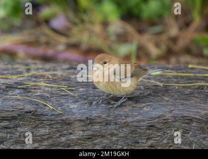 Morelet's seedeater, Sporophila morelleti, (formerly Sporophila torqueola, White-collared Seedeater) feeding, in winter plumage. Texas. Stock Photo