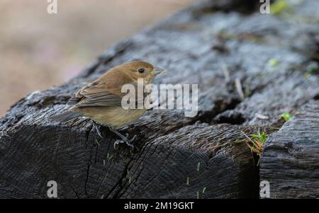 Morelet's seedeater, Sporophila morelleti, (formerly Sporophila torqueola, White-collared Seedeater) feeding, in winter plumage. Texas. Stock Photo