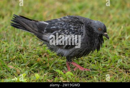 Rock Pigeon, Columba livia, in its dark form feeding on grassland in winter. Texas. Stock Photo