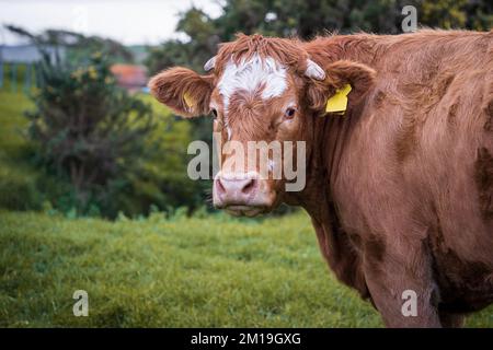 The Limousin brown cow, French breed of beef cattle and black cow in ...