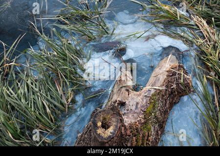 Old tree with moss in the ice river in early winter. There is some reed on a backgroung of the blue ice with air bubbles. Winter landscape scene Stock Photo