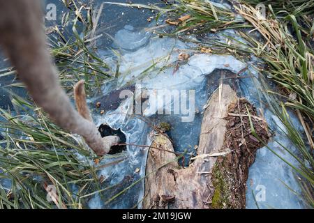 Old tree with moss in the ice river in early winter. There is some reed on a backgroung of the blue ice with air bubbles and stick in ice hole. Winter Stock Photo