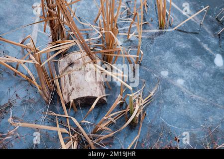 Old stump in the ice river in early winter. There is some reed on a backgroung of the blue ice with air bubbles. Winter landscape scene Stock Photo