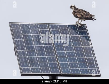 Osprey, Pandion haliaetus, with prey, perched on solar panel array. South Padre, Texas. Stock Photo