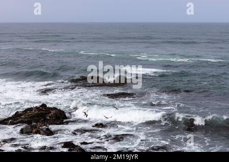 Algae Durvillaea Antarctica (also known as Cochayuyo and Bull Kelp) in ...