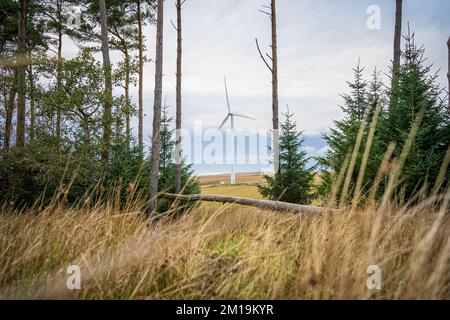 Wind turbine seen through gap between trees in forest, South Wales, the United Kingdom. Renewable energy, environment impact concept. Stock Photo