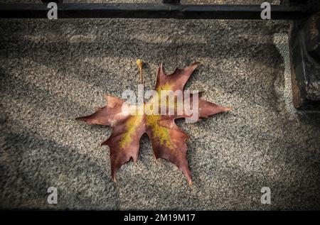A brown and yellow fallen plane tree leaf in the autumn Stock Photo