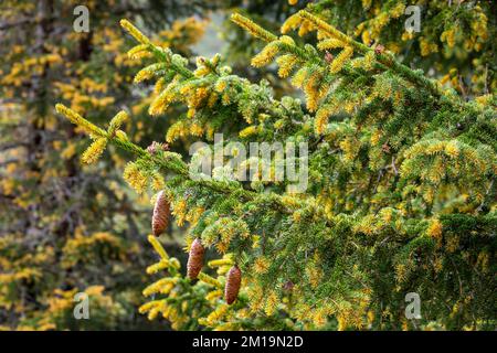 Pinus mugo close up of pine tree branch in swiss alps, Switzerland Stock Photo