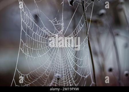 Frozen spidr web hanging on the plants in winter Stock Photo