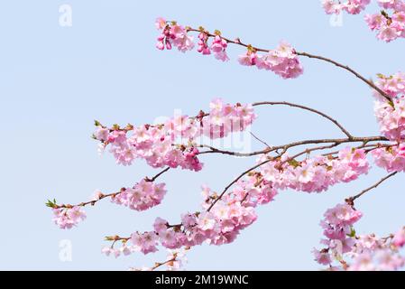 Pink Cherry blossom hanging from delicate branches on tree in spring against a clear pale blue sky Stock Photo