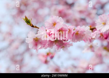 Bunch of pink cherry blossom on a tree in spring suspended against a soft background Stock Photo