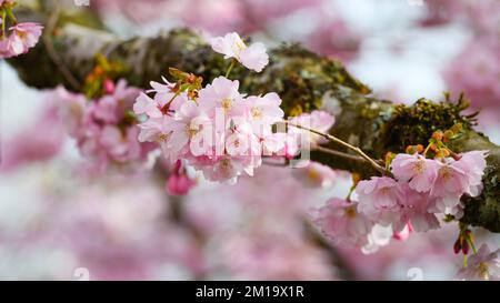 Bunch of pink cherry blossom in spring on massy tree branch in closeup Stock Photo