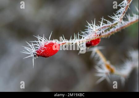 Stansted, Essex, UK. 11th Dec, 2022. Icicles on hawthorn berries from a hoar frost that has a distinctive feathery look from ice crystals that form when water vapour in the air comes into contact with an object that is below freezing. Ice crystals continue to grow as more water vapour is frozen. Stansted, the temperature didn't rise above zero with colder temperatures expected to last for another week. Credit: Andi Edwards/Ģ����ý Live News Stock Photo