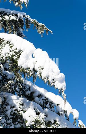 Branches of a western hemlock tree hanging heavy with white snow isolated against a clear blue sky Stock Photo
