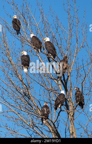 Numerous mature and immature bald eagles sitting vertically in a tree with no leaves in winter Stock Photo