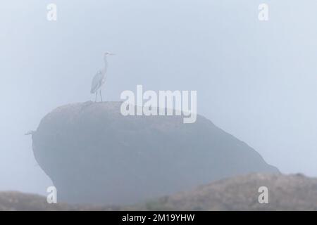 Heron standing on a rock in the mist. Stock Photo