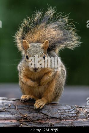 Fox squirrel, Sciurus niger, keeping warm, with raised tail, in winter. Texas. Stock Photo