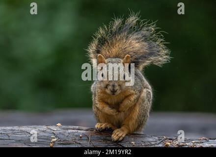 Fox squirrel, Sciurus niger, keeping warm, with raised tail, in winter. Texas. Stock Photo