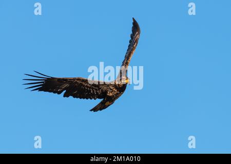Immature bald eagle flying with wings raised in upright position isolated against clear blue sky Stock Photo