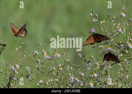 Soldier butterflies, Danaus eresimus, feeding on a fleabane bush in winter. Texas. Stock Photo