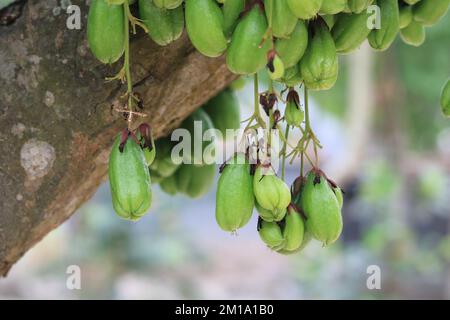 Averrhoa bilimbing fruits known,bilimbi is a small tropical on the tree. Stock Photo