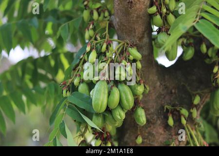 Bilimbi or cucumber fruits on tree,Averhoa bilimbi green fruits. Stock Photo